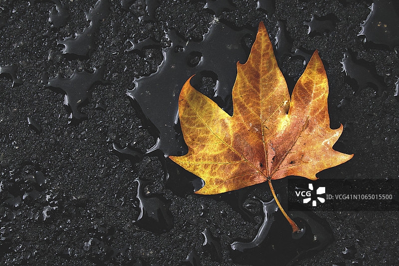 落叶落在潮湿的路面上。图片素材