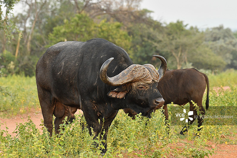 南非的大好望角水牛图片素材