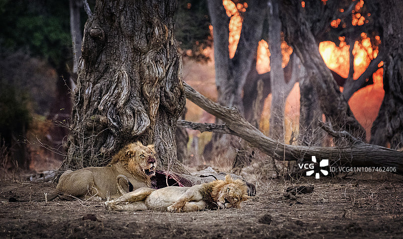 津巴布韦的玛纳池，两只雄狮在夕阳下躺下图片素材