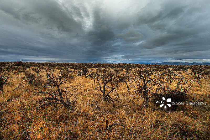 在山艾树和金色的草覆盖的大草原沙漠上戏剧性的暴风云的广阔镜头。图片素材