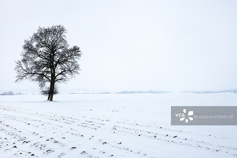 风景如画的农地上有一棵单树，皑皑白雪点缀着冬日的天空。图片素材