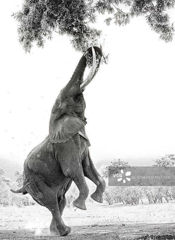 侧面视图非洲大象站在两脚上的魔法池，津巴布韦图片素材