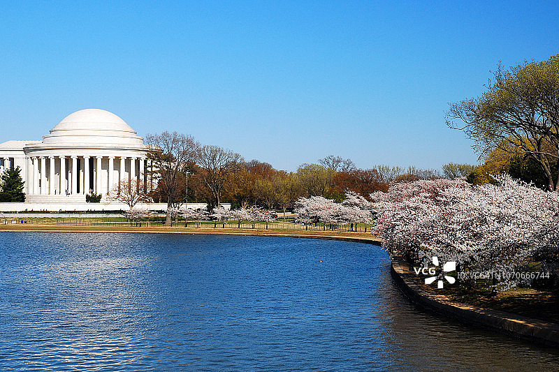 华盛顿的樱花盛开图片素材