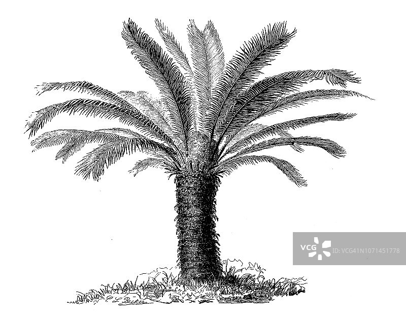 植物学植物古版画插图:苏铁(素铁、西米棕)图片素材