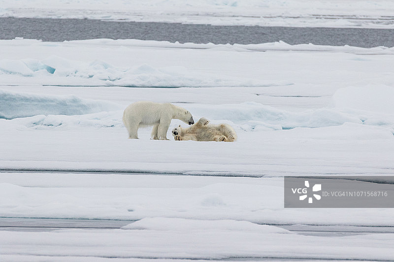 两只北极熊幼崽在北冰洋的浮冰上嬉戏图片素材