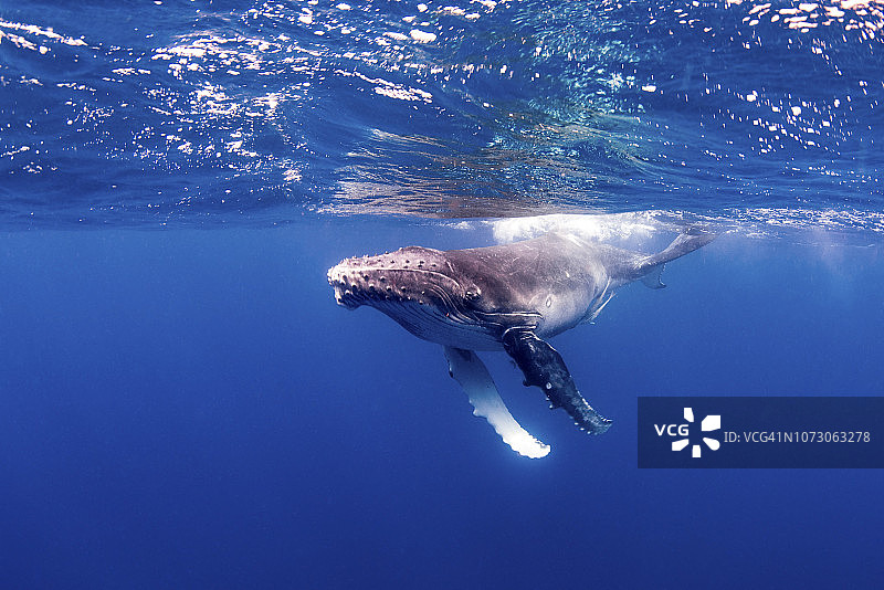 一只年轻的座头鲸在水面上玩耍。图片素材