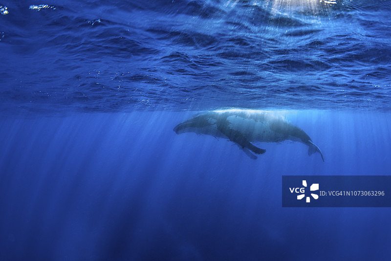 一头座头鲸在水面上嬉戏。图片素材