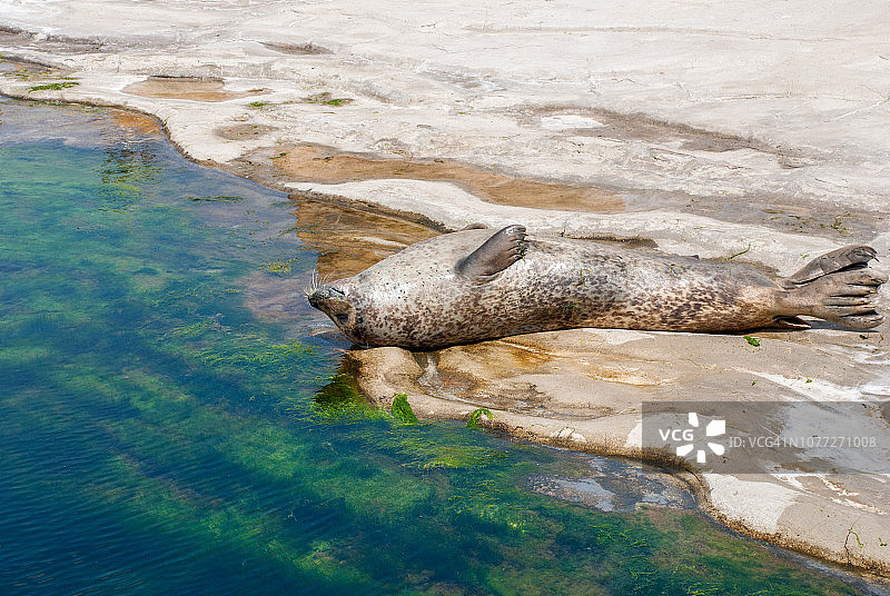 海滩海豹的高角度视图图片素材