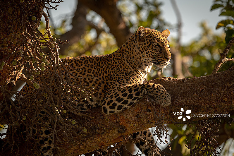 豹躺在无花果树枝上图片素材