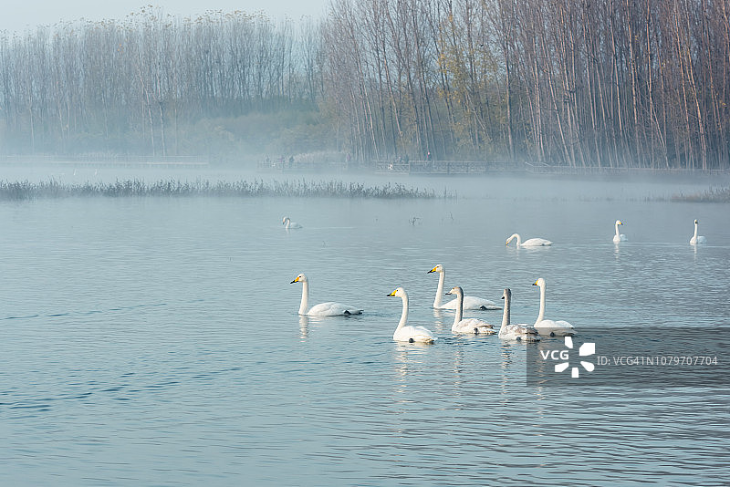 晨雾中的白天鹅图片素材