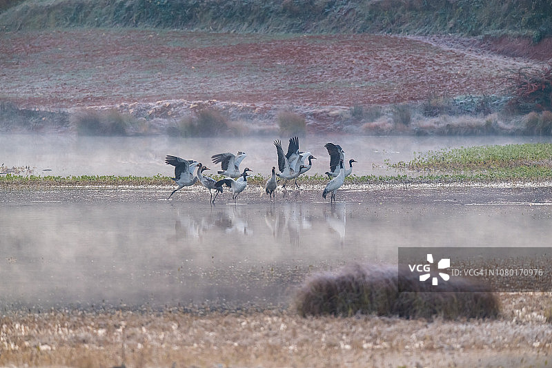 雾中的黑颈鹤图片素材