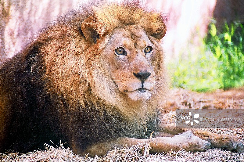 雄性狮子的特写与鬃毛图片素材