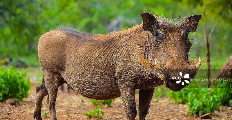 南非野生动物保护区的非洲疣猪图片素材