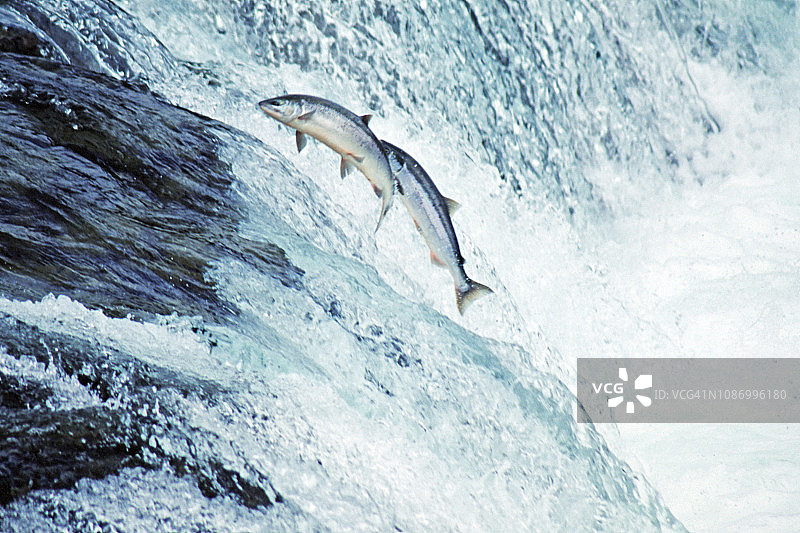 跳瀑布的红鲑鱼图片素材
