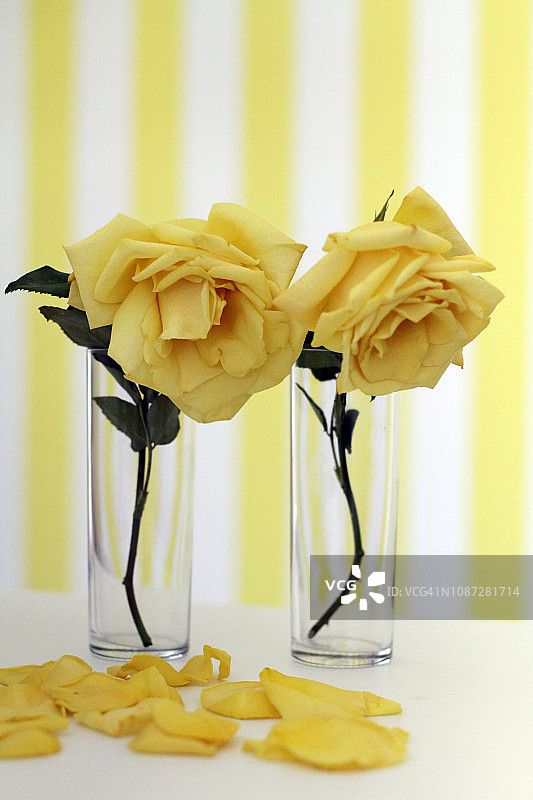 两杯黄玫瑰图片素材