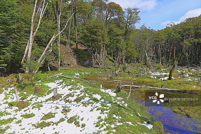乌斯怀亚-火地岛的雪域草地和林地景观，阿根廷图片素材