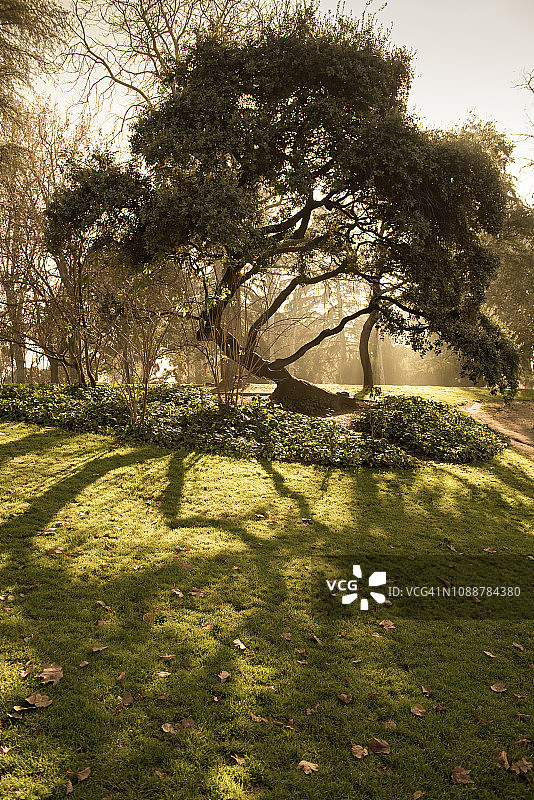 背光树与神秘的光投射在草地上的影子图片素材