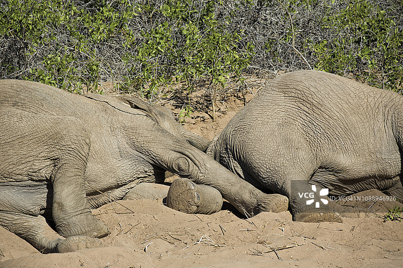 纳米比亚纳米布沙漠霍阿尼布山谷的4K不寻常的特写镜头，沙漠大象躺在柔软的沙子上睡觉图片素材