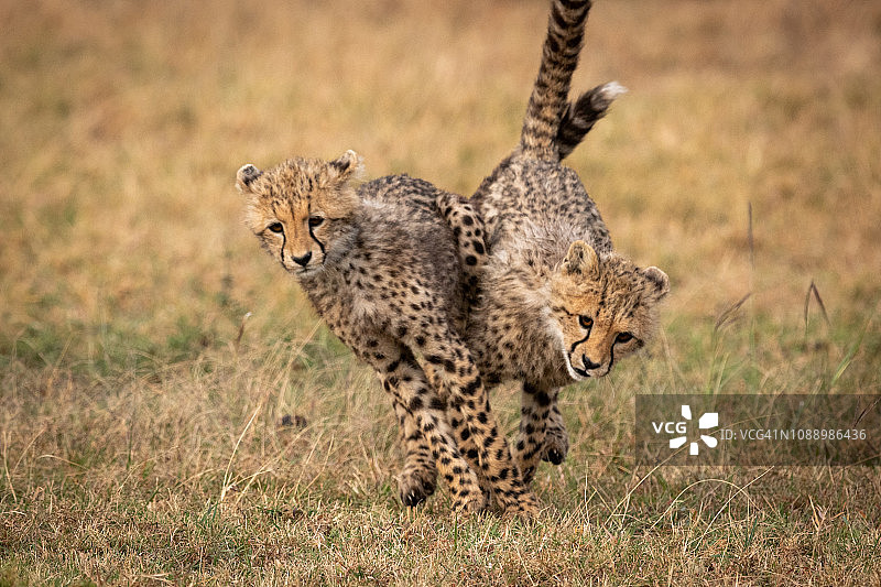 两只小猎豹在奔跑时纠缠在一起图片素材