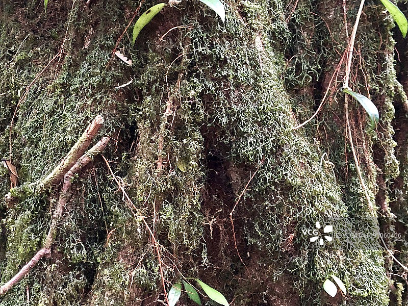 树根和树木上的苔藓和蕨类植物。图片素材