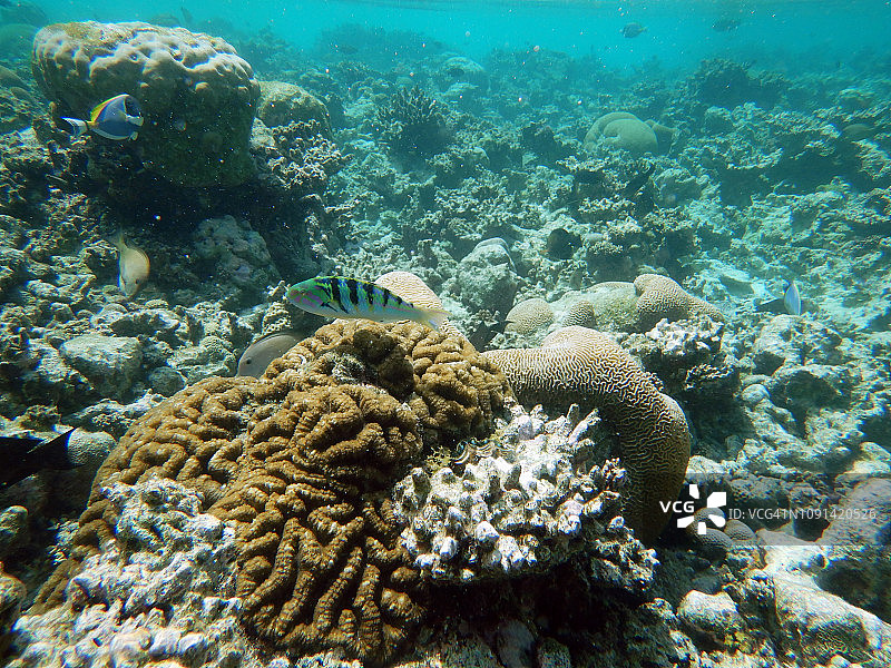 迷宫珊瑚和loophyllia sp.珊瑚组图片素材