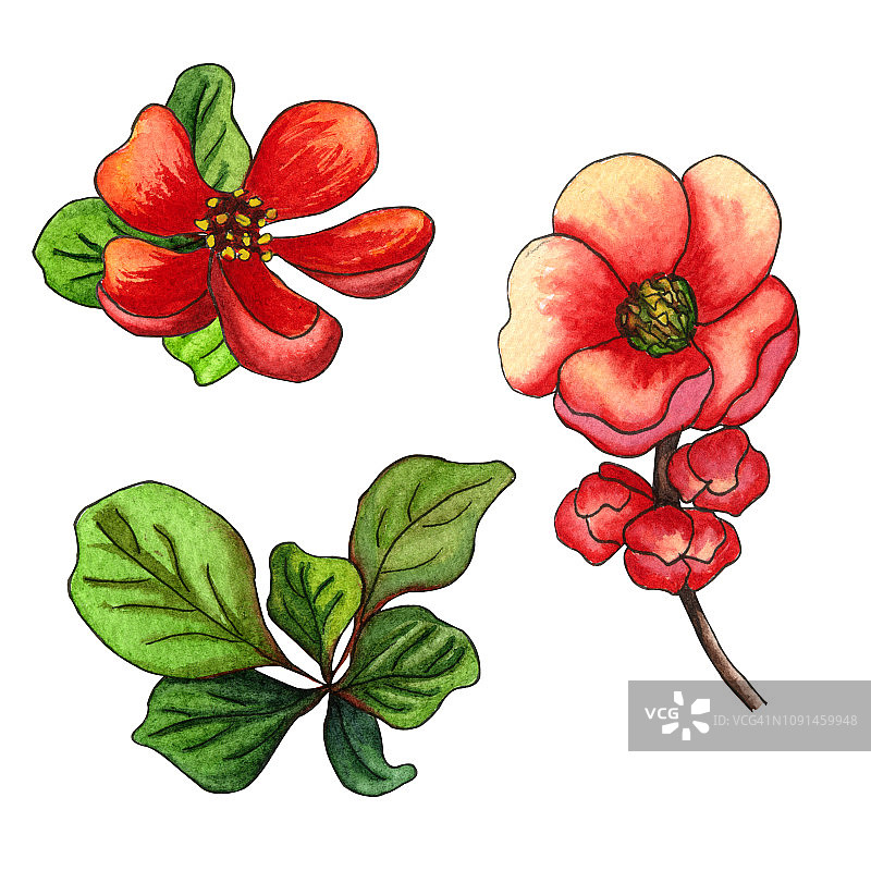 水彩一套日本木瓜(木瓜)在盛开，手绘花卉插图图片素材