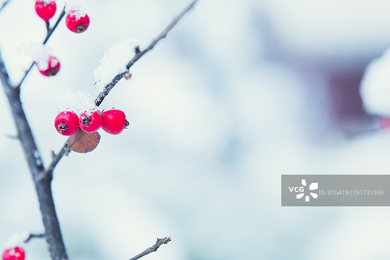 红色浆果在冰冻的树枝上冬天的背景图片素材