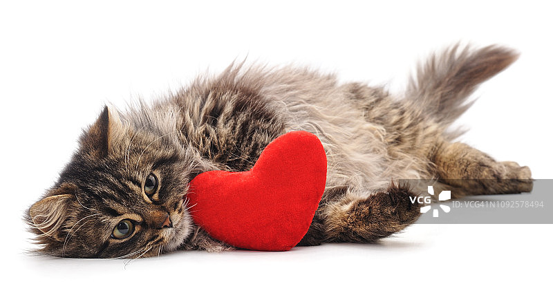 猫和红心。图片素材