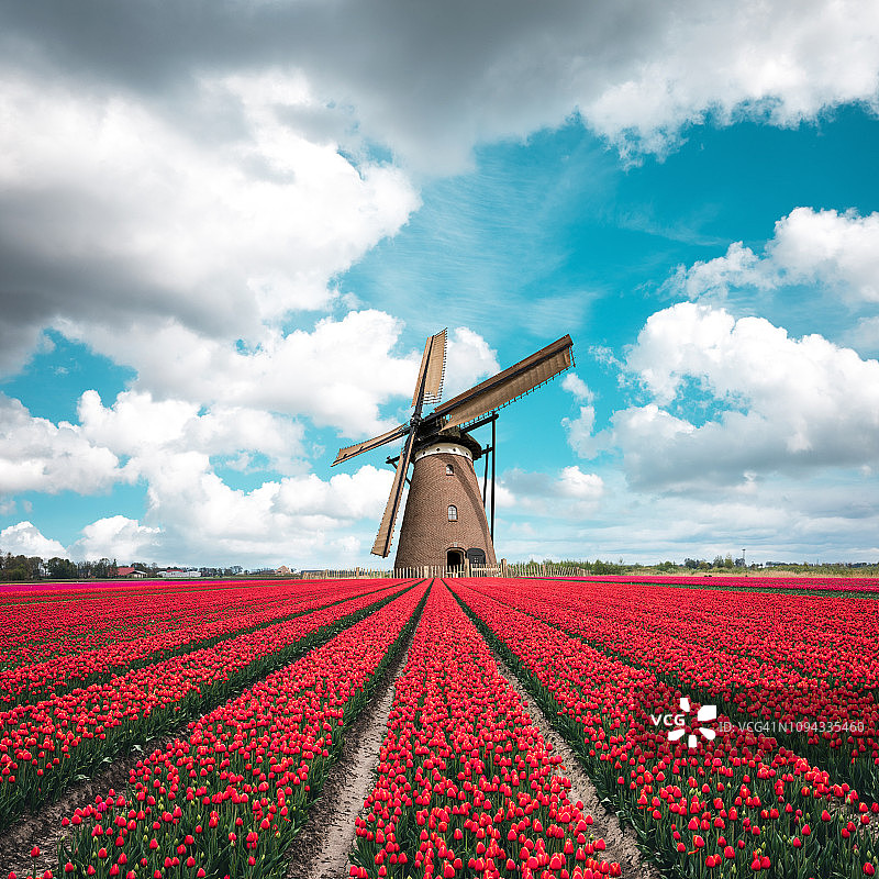 五彩缤纷的郁金香田，传统荷兰风车图片素材