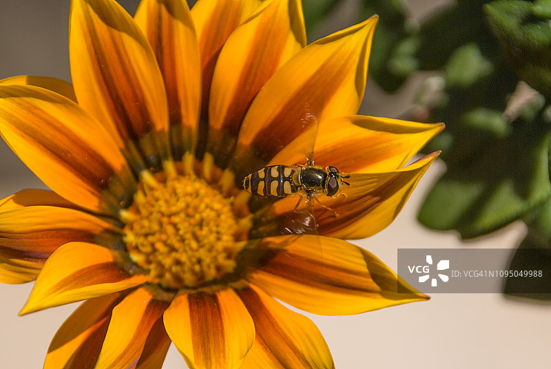 盘旋在一朵Gazania花上的食蚜蝇图片素材