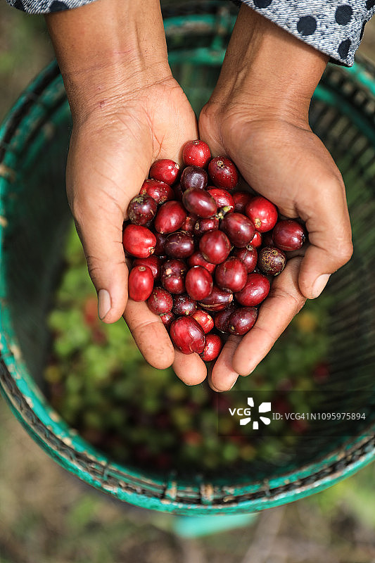 印尼，农民抱着新鲜的有机咖啡豆，红咖啡樱桃，生浆果咖啡豆图片素材