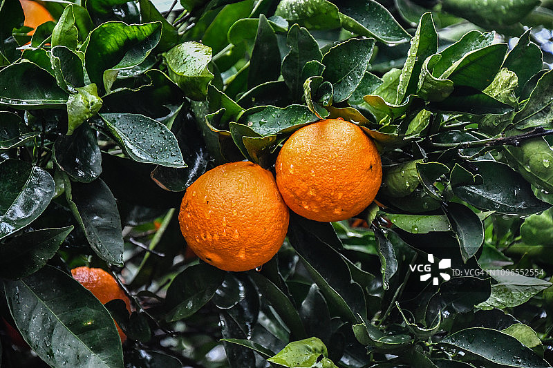 成熟的加利福尼亚脐橙因最近的雨水潮湿，准备收割图片素材