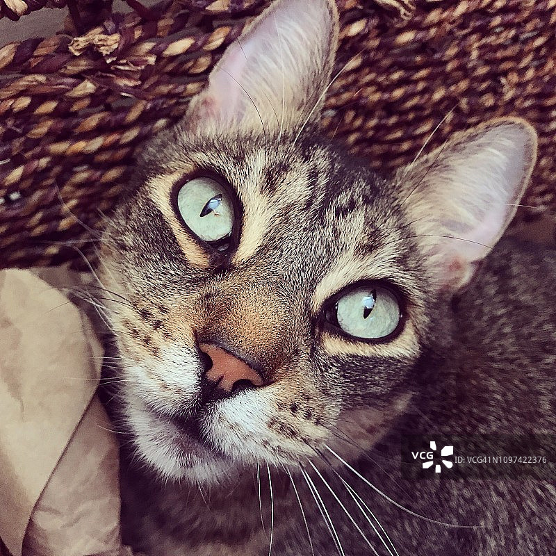 大绿眼睛虎斑猫的肖像图片素材