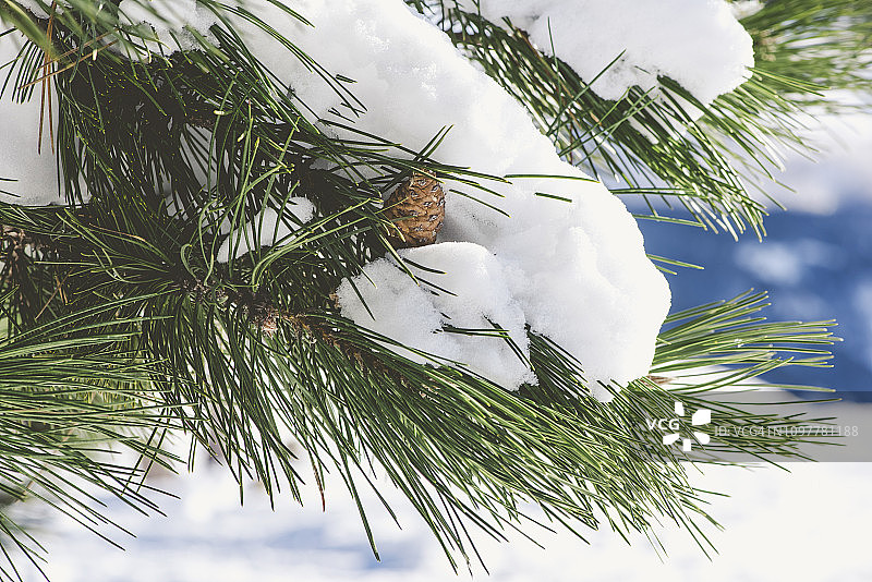 松果被雪覆盖。冬天的视图图片素材