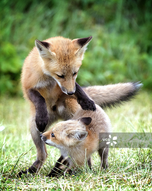 在火岛国家海滨玩耍的狐狸幼崽图片素材