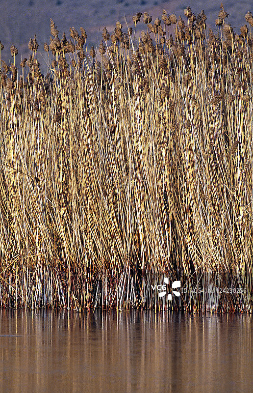 安卡拉湖附近的芦苇图片素材