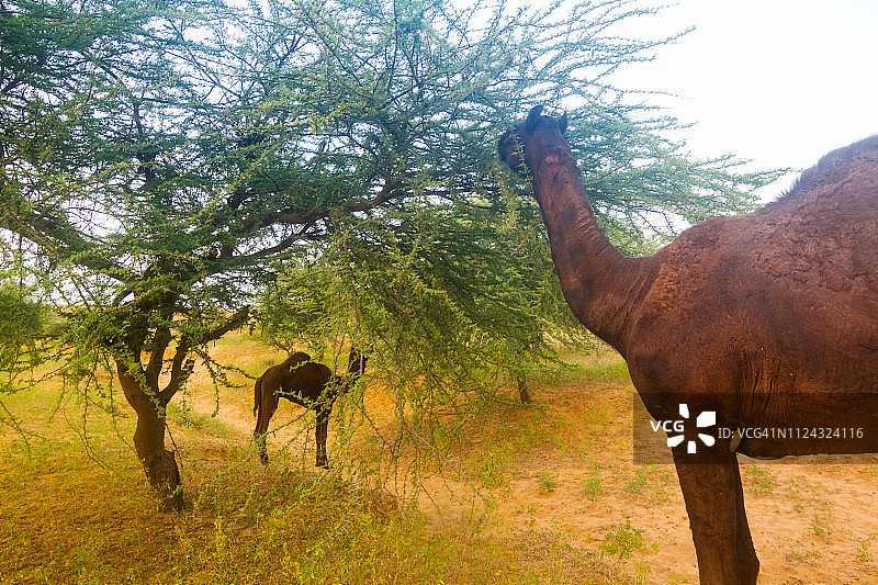 拉贾斯坦骆驼吃荆棘丛图片素材