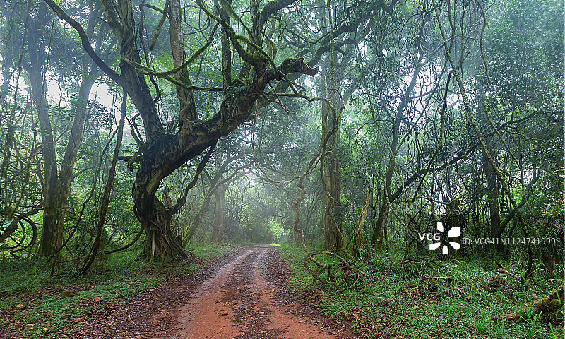 在迷雾笼罩的南非Magoebaskloof，一条穿过绿色森林的土路图片素材