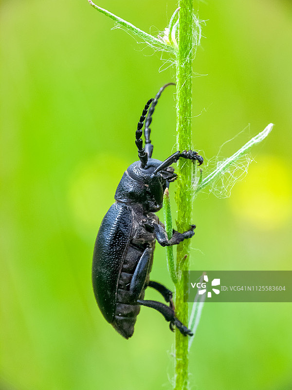 多卡迪翁阿伊西奥普-长角甲虫图片素材