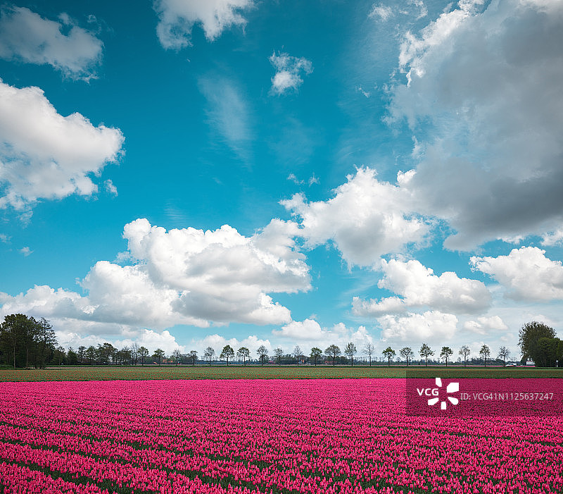 荷兰的粉色田野图片素材