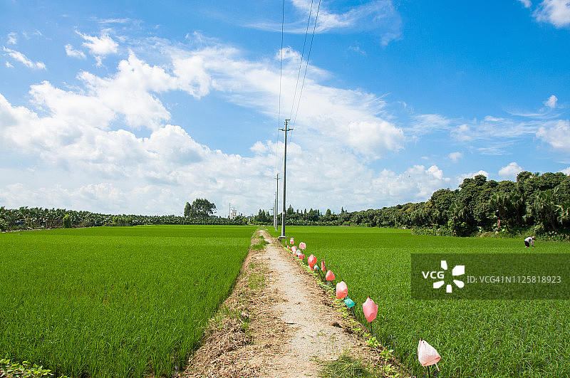 这条空土路穿过村子里的稻田。图片素材