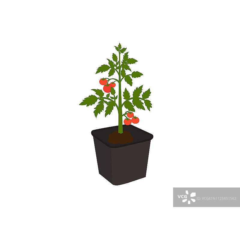 年轻的植物西红柿灌木与红色的西红柿在塑料罐。矢量插图园艺概念。图片素材