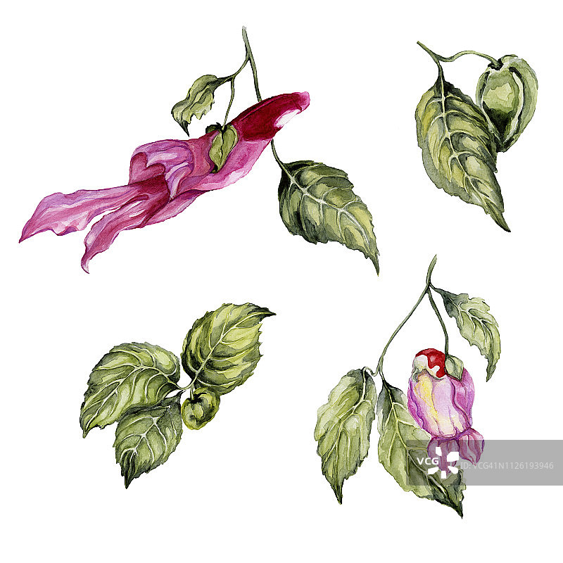 奇异和稀有的鹦鹉花(凤仙花鹦鹉)孤立在白色背景上。美丽的热带花卉集(鹦鹉花，芽和叶)。图片素材