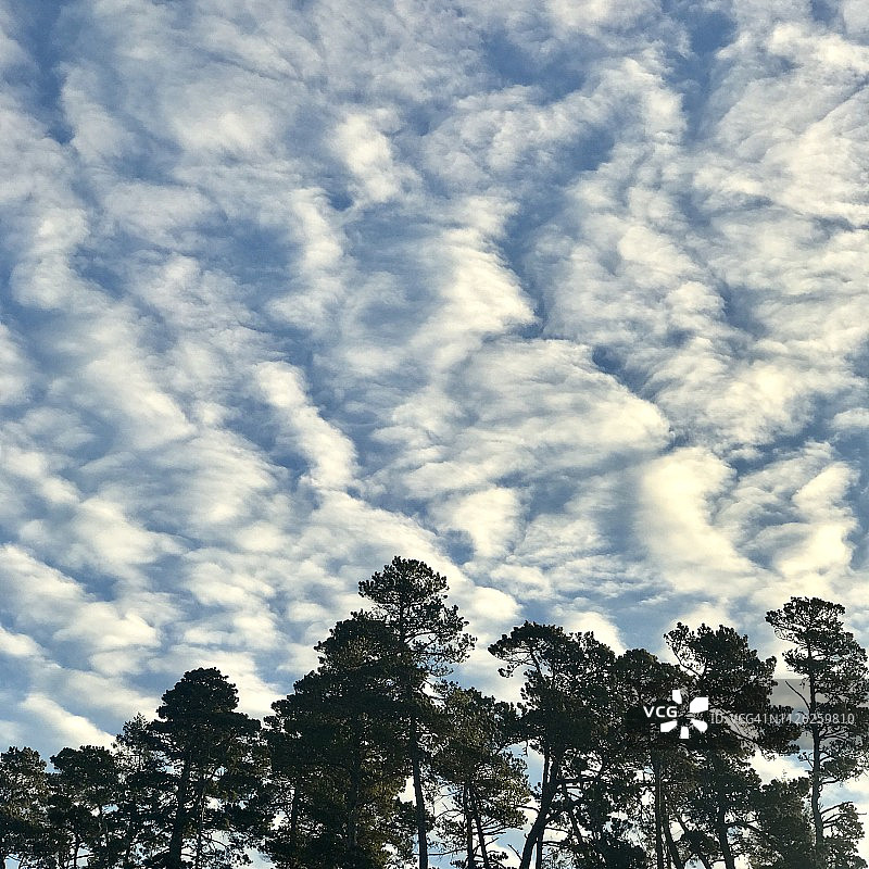 俄勒冈州曼萨尼塔，树上疯狂的云朵图片素材