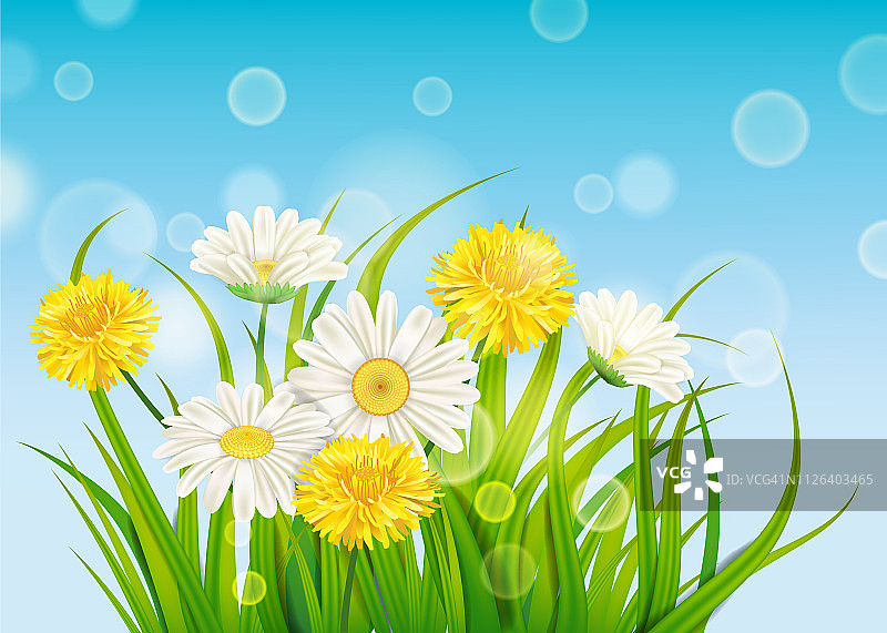 春天的雏菊和蒲公英背景新鲜绿色的草，愉快多汁的春天的颜色，矢量，插图，模板，旗帜，孤立图片素材