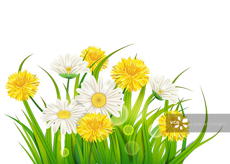 春天的雏菊和蒲公英背景新鲜绿色的草，愉快多汁的春天的颜色，矢量，插图，模板，旗帜，孤立图片素材