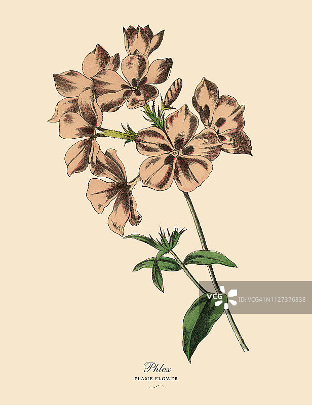 夹竹桃或火焰花植物，维多利亚植物学插图图片素材
