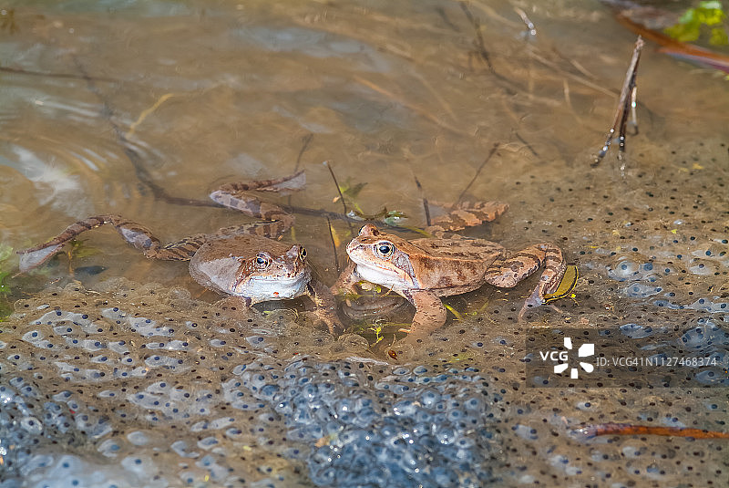 临时蛙-常见的蛙类图片素材