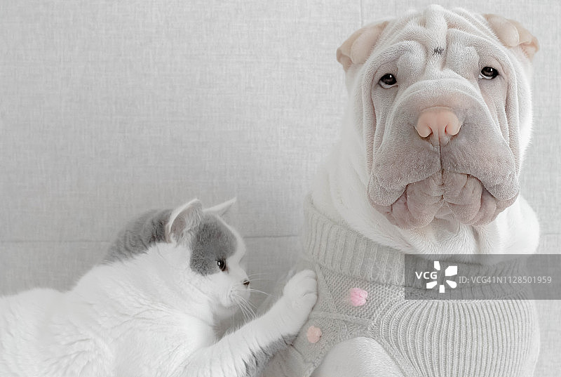 一只猫摸着一只穿着毛衣的沙皮小狗图片素材