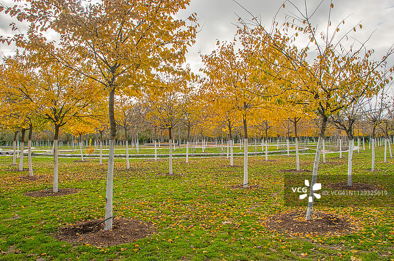 秋天的树在卡萨de Campo公园图片素材